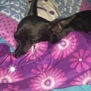 Meet your Posher, Harley